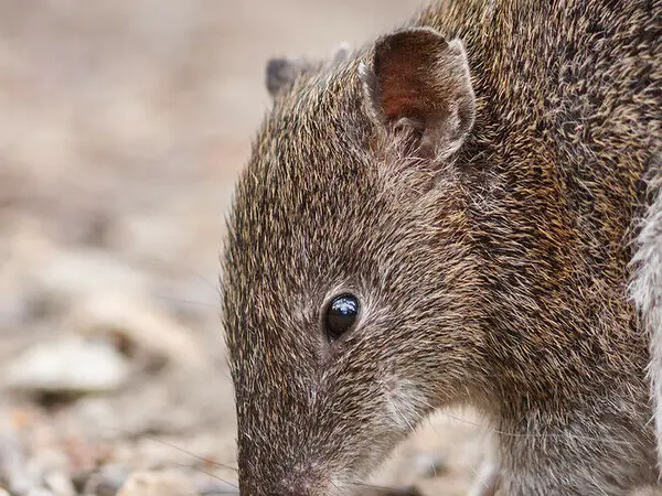 bandicoot