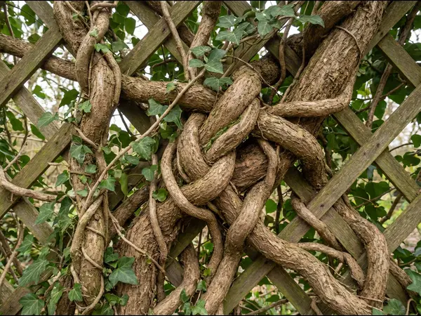 entwine