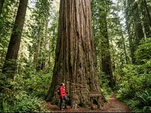 giant