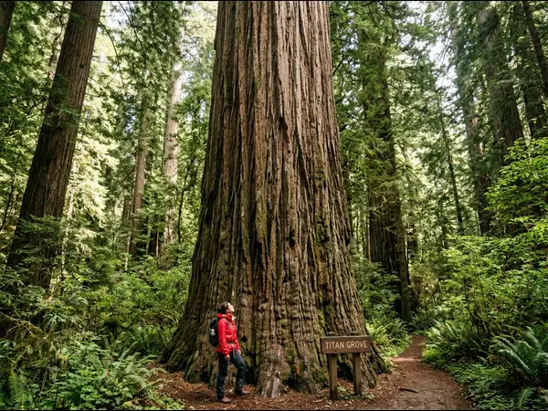 giant