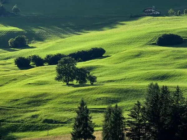 verdant